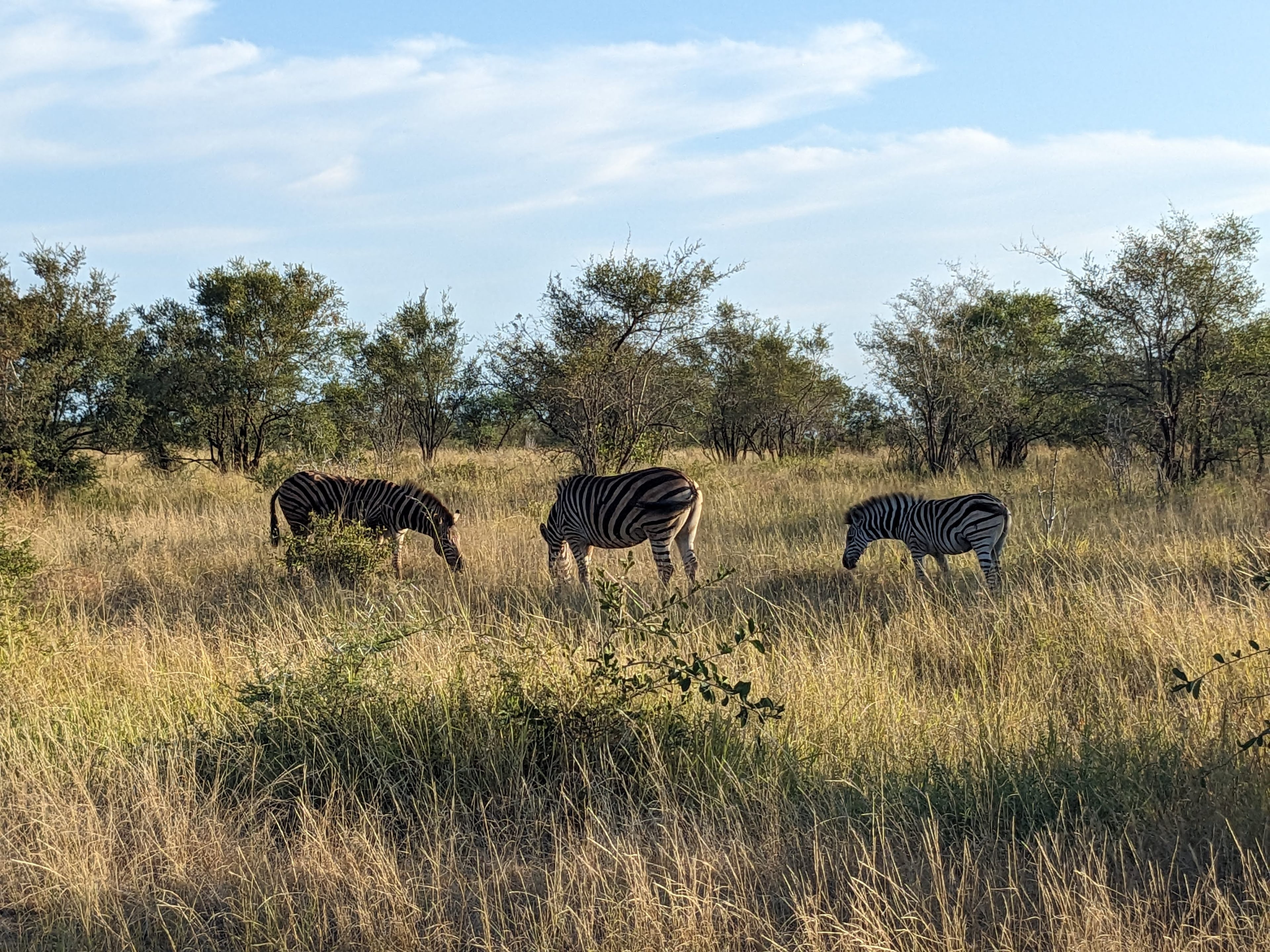 Budget-Friendly Ways to Visit a Safari Park without a guide.
